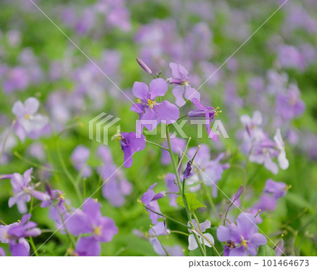 蘿蔔淡紫色的花朵在春天的田野裡成群結隊地綻放 蘿蔔淡紫色的花朵在春天的田野裡成群結隊地綻放 101464673