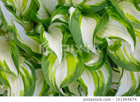 Hosta closeup with beautiful variegated leaves Hosta closeup with beautiful variegated leaves 101464674