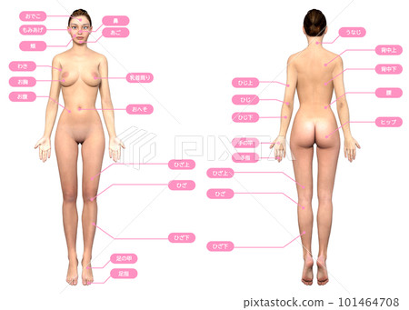 Illustration with hair removal treatment areas on the front and back of a 3d model woman Illustration with hair removal treatment areas on the front and back of a 3d model woman 101464708