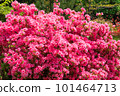 杜鵑花盛開 101464713