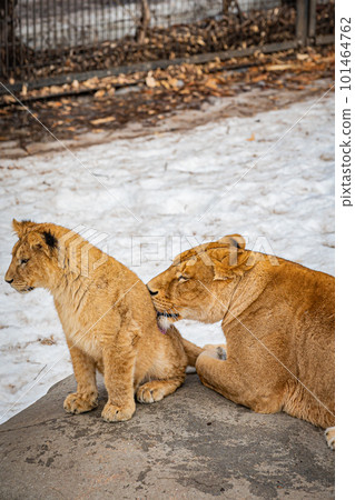 Polar bear of a zoo 101464762