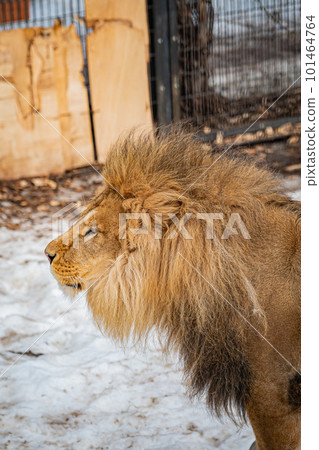動物園的北極熊 101464764