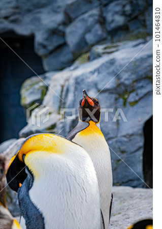 動物園的北極熊 101464810