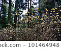 Yellow Fairy, Mitsumata Cluster 101464948