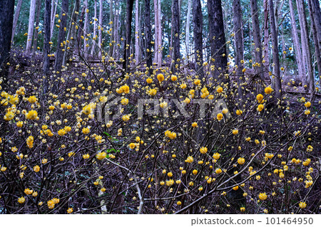 Yellow Fairy, Mitsumata Cluster Yellow Fairy, Mitsumata Cluster 101464950