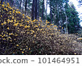 Yellow Fairy, Mitsumata Cluster 101464951