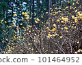 Yellow Fairy, Mitsumata Cluster 101464952