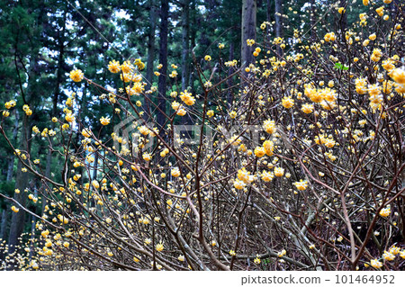 Yellow Fairy, Mitsumata Cluster Yellow Fairy, Mitsumata Cluster 101464952