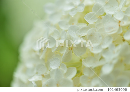 京都三室戶寺雨中綻放的繡球花 京都三室戶寺雨中綻放的繡球花 101465096