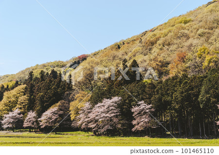 櫻花盛開的春天里山風景 c-4 電影風格 101465110
