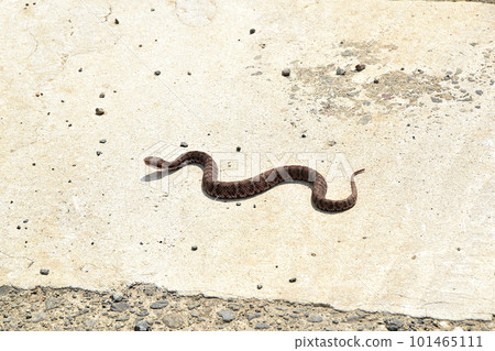 混凝土地面上的毒蛇 混凝土地面上的毒蛇 101465111