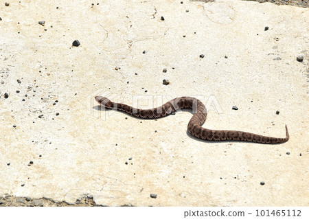 混凝土地面上的毒蛇 101465112