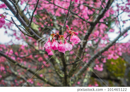 雨中的櫻花[安曇野] 101465122