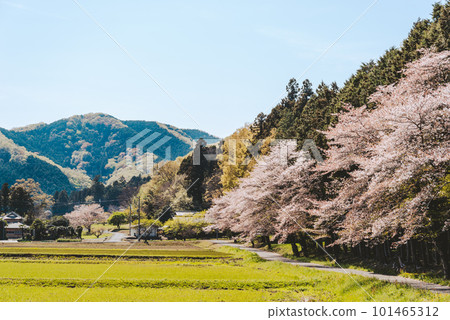 櫻花盛開的春季里山風景 e-4 電影風格 櫻花盛開的春季里山風景 e-4 電影風格 101465312