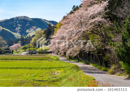 Spring satoyama landscape with cherry blossom trees in bloom f-1 101465313