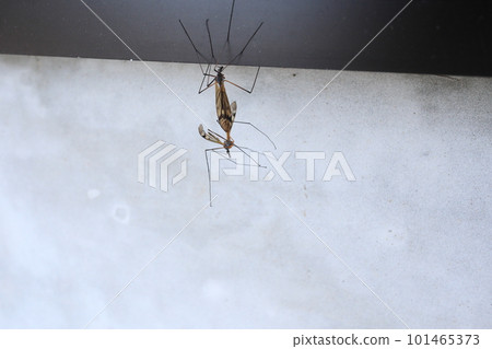 Perching crane fly imago 101465373