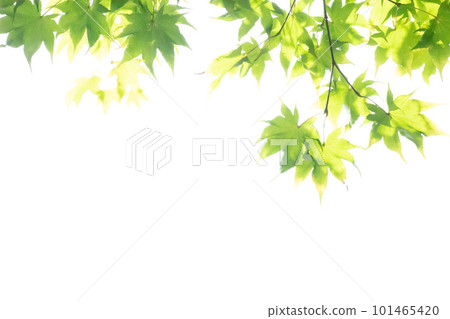 Blue maple on white background Blue maple on white background 101465420