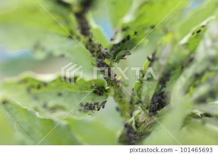 Aphids on fava beans Aphids on fava beans 101465693