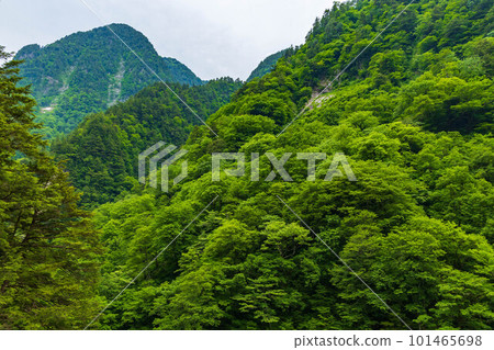 Kurobe Gorge Railway with lush greenery seen from a train window in Japan Kurobe Gorge Railway with lush greenery seen from a train window in Japan 101465698