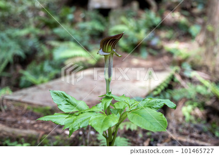 I found it in the forest in spring 101465727