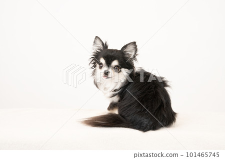 Chihuahua with a white background and a smile Chihuahua with a white background and a smile 101465745