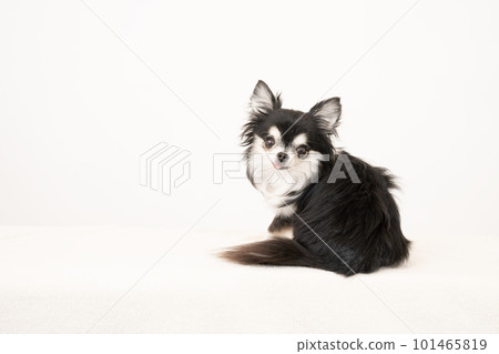 Chihuahua with a white background and a smile 101465819