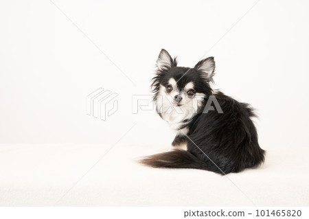 Chihuahua with a white background and a smile Chihuahua with a white background and a smile 101465820