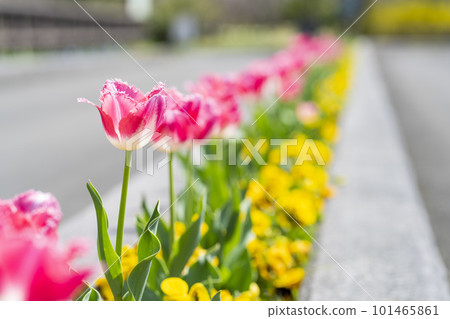 春天，宮城縣川崎町國營陸奧森之公園的花圃中盛開的鬱金香 101465861