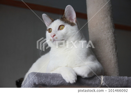 Indoor life of a cute cat Indoor life of a cute cat 101466092