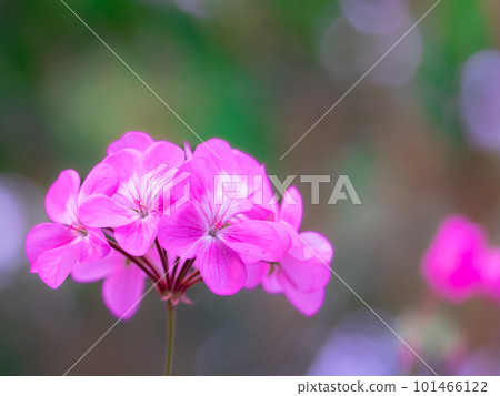 粉紅色的天竺葵 101466122