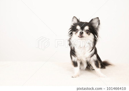 Chihuahua sitting with a white background and smiling 101466410