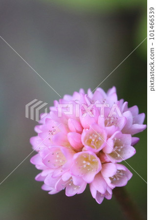 小粉紅色的花朵 小粉紅色的花朵 101466539