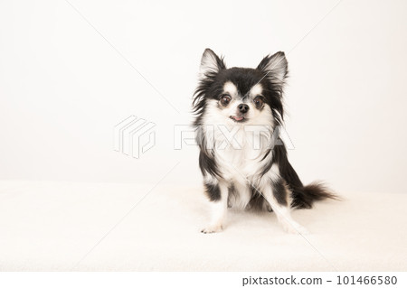 White back and smiling Chihuahua White back and smiling Chihuahua 101466580