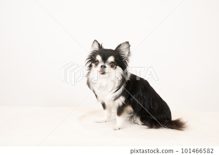吉娃娃坐著白色背景微笑 吉娃娃坐著白色背景微笑 101466582