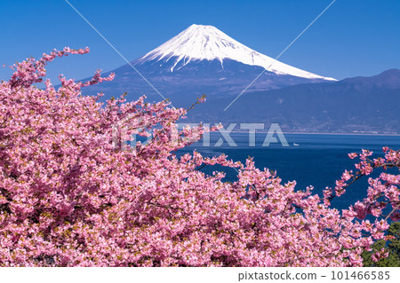 《靜岡縣》富士山和河津櫻花/沼津市井田市 《靜岡縣》富士山和河津櫻花/沼津市井田市 101466585