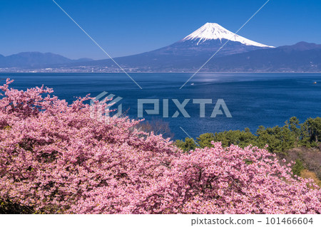 《靜岡縣》富士山和河津櫻花/沼津市井田市 101466604