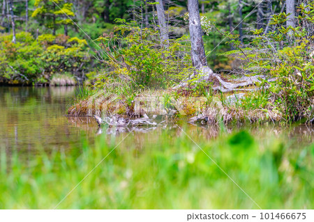 [Scenic view] Myojin Pond in Kamikochi in early summer [Nagano Prefecture] 101466675