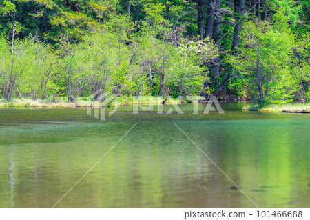 [Scenic view] Myojin Pond in Kamikochi in early summer [Nagano Prefecture] 101466688