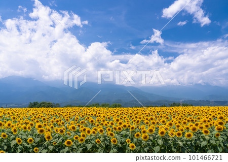 Sunflower, summer image Sunflower, summer image 101466721