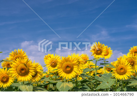 向日葵，夏天圖像 101466790