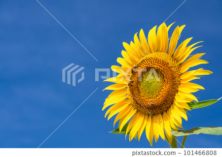 Sunflower, summer image 101466808