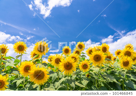 向日葵，夏天圖像 101466845