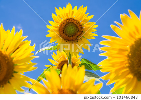 向日葵，夏天圖像 101466848