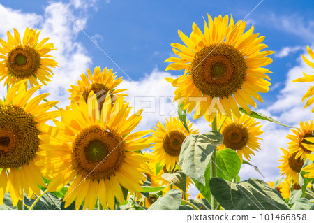 Sunflower, summer image 101466858