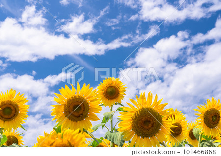 向日葵，夏天圖像 101466868