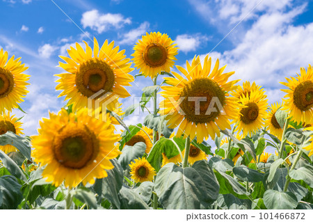 向日葵，夏天圖像 101466872