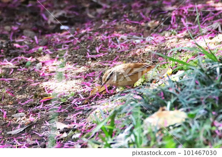 騎馬射箭 101467030