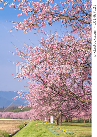 《Saitama Prefecture》 Beautiful Angyō Kanzakura Row of Cherry Blossom Trees/Kita Asaba Sakurazutsumi Park 《Saitama Prefecture》 Beautiful Angyō Kanzakura Row of Cherry Blossom Trees/Kita Asaba Sakurazutsumi Park 101467123