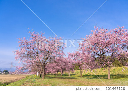 《埼玉縣》美麗的安陽櫻花林/北淺羽櫻堤公園 101467128