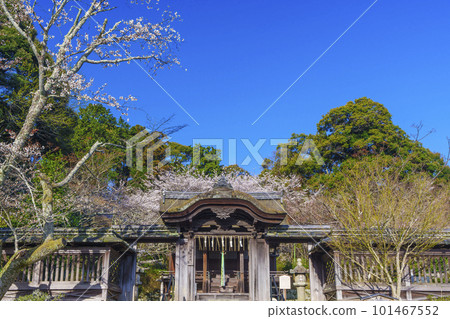 Mii-dera Temple Gohozenjindo Karamon Cherry Blossom Season (Otsu City, Shiga Prefecture) 101467552